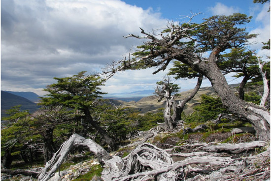 m__011 Patagonia kolo Fitz Roya